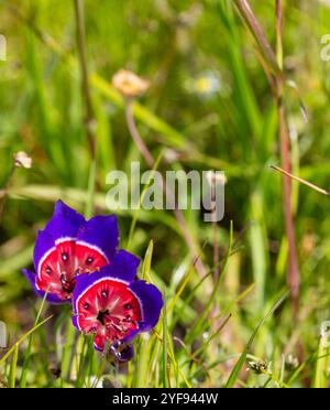 Die schöne Blume von Geissorhiza radians Stockfoto