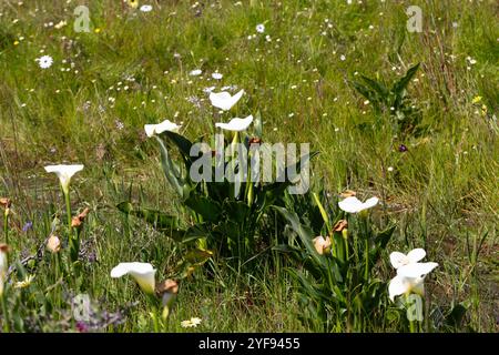 Zantedeschia aethiopica bei Darling im Westkap Südafrikas Stockfoto