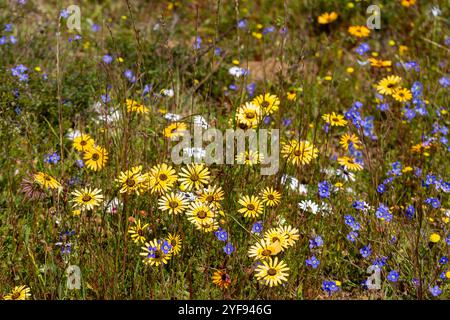 Einige Blumen in einem renovierten Viertel in der Nähe von Darling im Westkap von Südafrika Stockfoto