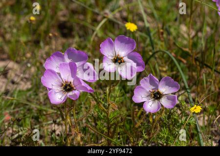 Fleischfressende Pflanzen: Rosa blühende Drosera cistiflora im natürlichen Lebensraum bei Darling im Westkap von Südafrika Stockfoto