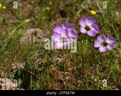 Fleischfressende Pflanzen: Rosa blühende Drosera cistiflora im natürlichen Lebensraum bei Darling im Westkap von Südafrika Stockfoto