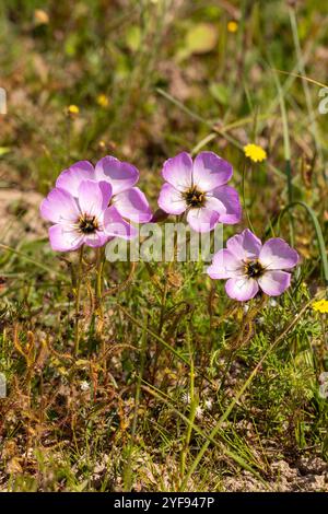 Fleischfressende Pflanzen: Rosa blühende Drosera cistiflora im natürlichen Lebensraum bei Darling im Westkap von Südafrika Stockfoto