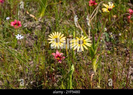 Einige Blumen in einem renovierten Viertel in der Nähe von Darling im Westkap von Südafrika Stockfoto