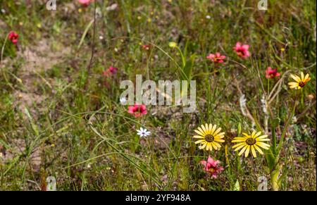 Einige Blumen in einem renovierten Viertel in der Nähe von Darling im Westkap von Südafrika Stockfoto