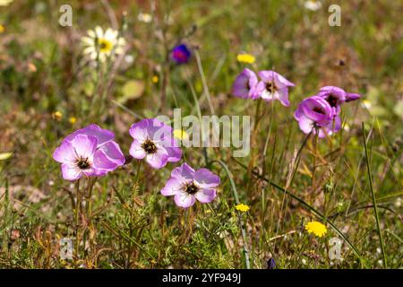 Fleischfressende Pflanzen: Rosa blühende Drosera cistiflora im natürlichen Lebensraum bei Darling im Westkap von Südafrika Stockfoto