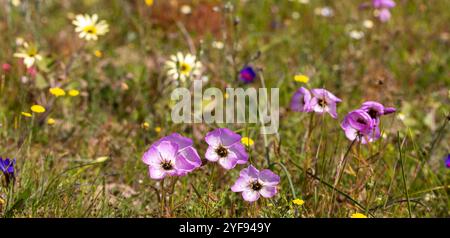 Fleischfressende Pflanzen: Rosa blühende Drosera cistiflora im natürlichen Lebensraum bei Darling im Westkap von Südafrika Stockfoto