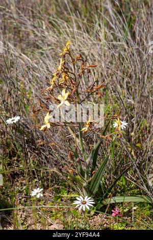 Gelb blühende Wachendorfia sp. In natürlichen Lebensräumen Stockfoto