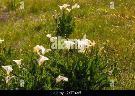 Zantedeschia aethiopica bei Darling im Westkap Südafrikas Stockfoto