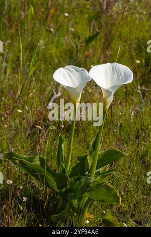 Zantedeschia aethiopica bei Darling im Westkap Südafrikas Stockfoto