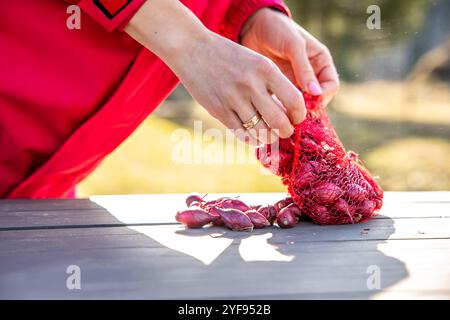 Frau, die Zwiebelzwiebeln für das Pflanzen in einem Topf während des frühen Frühlings im Freien vorbereitet Stockfoto