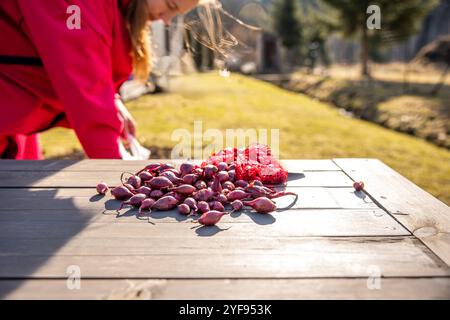 Frau, die Zwiebelzwiebeln für das Pflanzen in einem Topf während des frühen Frühlings im Freien vorbereitet Stockfoto