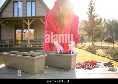 Frau in leuchtend rosafarbener Kleidung, die Zwiebelsets in einem Containergarten pflanzt, während der knackigen Frühjahrsmorgen Stockfoto