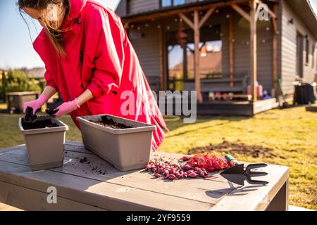 Frau, die Zwiebelzwiebeln für das Pflanzen in einem Topf während des frühen Frühlings im Freien vorbereitet Stockfoto