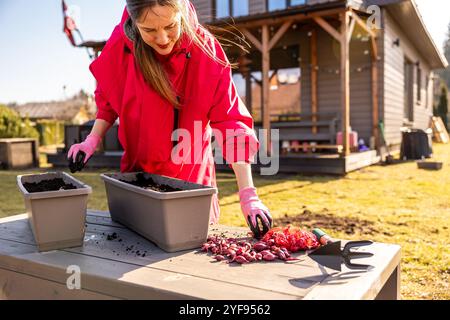 Frau in leuchtend rosafarbener Kleidung, die Zwiebelsets in einem Containergarten pflanzt, während der knackigen Frühjahrsmorgen Stockfoto