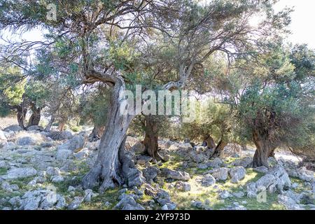 Wunderschöne antike Olivenbäume in den Olivengärten von LUN, Olivenhaine in einem kleinen Dorf LUN auf der Insel Pag in Dalmatien, Kroatien Stockfoto