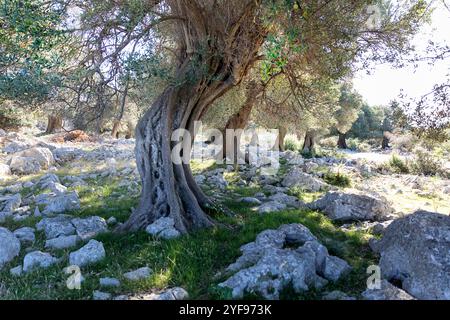 Olivenbume in Lun, Insel Pag, Adria, Kroatien. Einer der ltesten  Olivenbume in Kroatien finden Sie hier Stockfotografie - Alamy