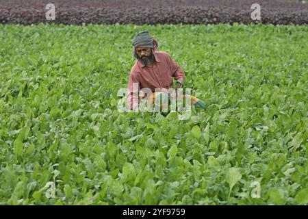 Dhaka, Bangladesch. November 2024. Die Bauern bewirtschaften am 2. November 2024 ein Gemüsefeld in Manikganj am Stadtrand von Dhaka, Bangladesch. Foto: Habibur Rahman/ABACAPRESS. COM Credit: Abaca Press/Alamy Live News Stockfoto