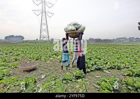 Dhaka, Bangladesch. November 2024. Die Bauern bewirtschaften am 2. November 2024 ein Gemüsefeld in Manikganj am Stadtrand von Dhaka, Bangladesch. Foto: Habibur Rahman/ABACAPRESS. COM Credit: Abaca Press/Alamy Live News Stockfoto