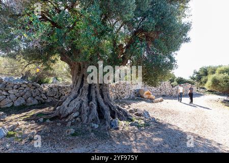 Touristen erkunden antike Olivenbäume in den Olivengärten von LUN, Olivenhaine in einem kleinen Dorf LUN auf der Insel Pag in Dalmatien, Kroatien Stockfoto