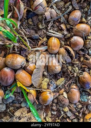 Abgestürzte braune Eicheln auf dem Boden. Hochwertige Fotos Stockfoto