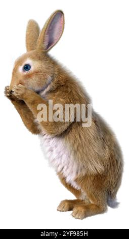 3D-Rendering eines Kontinentalkaninchens isoliert auf weißem Hintergrund Stockfoto