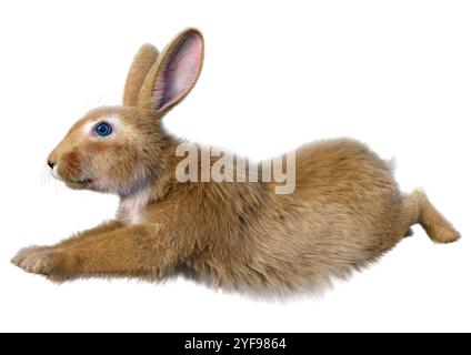 3D-Rendering eines Kontinentalkaninchens isoliert auf weißem Hintergrund Stockfoto