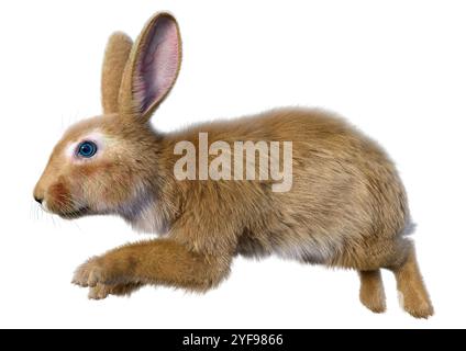 3D-Rendering eines Kontinentalkaninchens isoliert auf weißem Hintergrund Stockfoto