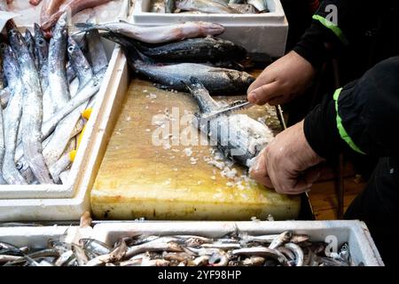 Fischabschnitt am 12. Januar 2023 auf dem überdachten Zentralmarkt der griechischen Hauptstadt Athen. Rayon poissonnerie au marche couvert des Halles Municipales Stockfoto