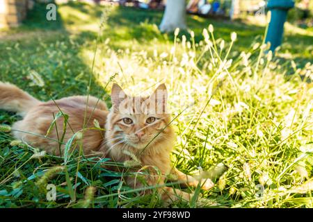 Schöne Ingwerkatze, die in der Sonne im Gras liegt und die einfachen Freuden des Lebens genießt Stockfoto