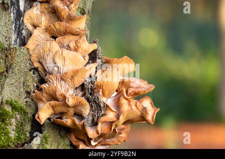 Pilze wachsen am Stamm eines Baumes in den Niederlanden, Europa Stockfoto