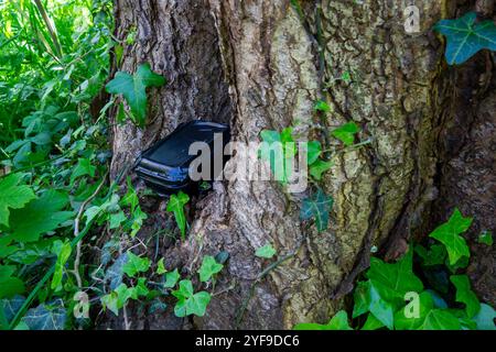 Ein schwarzer, wasserdichter Geocache-Behälter befindet sich geschickt in der Spalte eines zerklüfteten Baumstamms, teilweise von den Efeublättern getarnt. Stockfoto