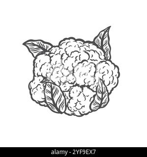 Blumenkohl in Linienzeichnung Stock Vektor