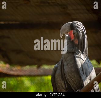 Ein Palmkakadu, der auf einem Baumzweig sitzt, oder ein schwarzer Vogel mit verschwommenem Hintergrund. Stockfoto