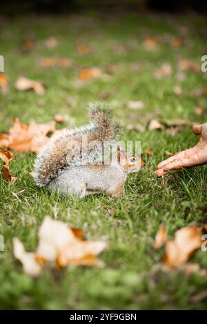 Eichhörnchen im Park im Herbst. Nahaufnahme eines wunderschönen Eichhörnchens, das Essen aus der Hand nimmt Stockfoto