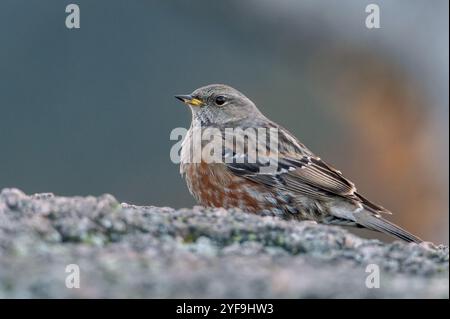 Seltener Vogel der alpine accentor (Prunella collaris) im Herbstwald mit den Farben der Blätter im Isergebirge in Tschechien Stockfoto