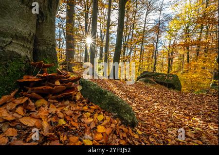 Herbstwald mit Baumstämmen und bunten Eichenkronen im Isergebirge in der Tschechischen Republik Stockfoto