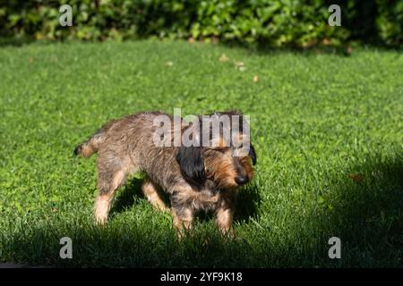 Ein kleiner reinrassiger Dackel-Terrierhund schließt seine Augen vor der Sonne. Er ist in einem Garten mit einem grünen, gepflegten Rasen an einem sonnigen Tag. Stockfoto