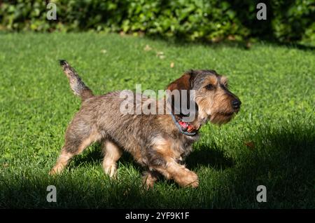 Ein kleiner reinrassiger Dackel-Terrierhund läuft glücklich mit seinem antiparasitischen Kragen. Er ist in einem Garten mit einem grünen, gepflegten Rasen an einem sonnigen Tag. Stockfoto