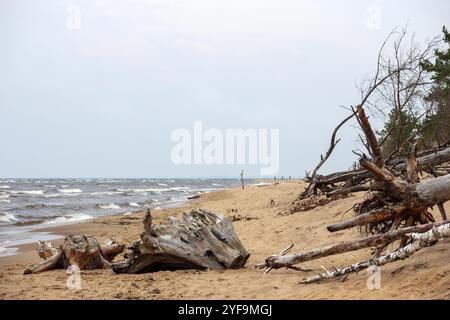 Sturm hat am Strand gewaschen und Bäume gebrochen Stockfoto