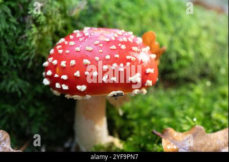 Perfekter, giftiger, rot-weißer Fliegenpilz/Krötenhocker mit grünem Moos und gefallenen Eichenblättern. Amanita muscaria Stockfoto