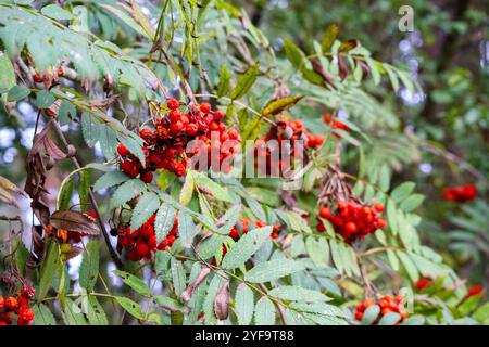 Rote vogelbeeren auf einem Zweig Stockfoto