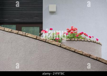Rote Blumen an der Wand des Hauses Stockfoto