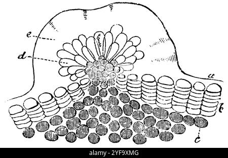 Harzdrüse eines jungen Birkenzweigs im Querschnitt. A) Epidermiszellen; b) direkt unter der Zellschicht des Korks; c) Rindengewebe; d) die Papillen der Drüse, die das Harz ausscheiden, Betula pendula (syn. Betula verrucosa, Betula alba), anonym (Botanik-Buch, 1875), Harzdrüse eines jungen Birkenzweigs im Querschnitt. A) Oberhautzellen; b) eine unter der Oberhautzelle gelegene Korkschicht; c) kollenchymartiges Rindegewebe; d) die Papillen der Drüse, welches das feste Harz e) ausgeschieden haben, bouleau verruqueux ou bouleau blanc, glande résine Stockfoto
