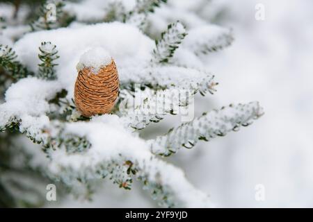 Ein Zweig einer koreanischen Tanne mit einem Kegel draußen Stockfoto
