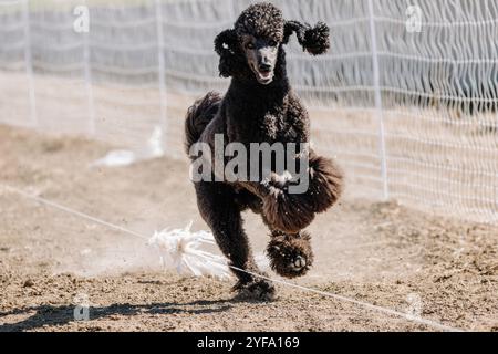 Black Standard Poodle Running Lure Course Sprint Dog Sport in Dirt Stockfoto