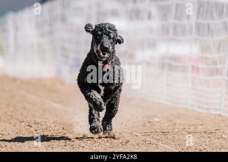 Black Standard Poodle Running Lure Course Sprint Dog Sport in Dirt Stockfoto