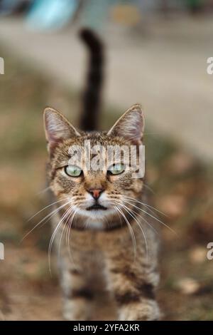 Porträt von Tabby Katze, Nahaufnahme Stockfoto