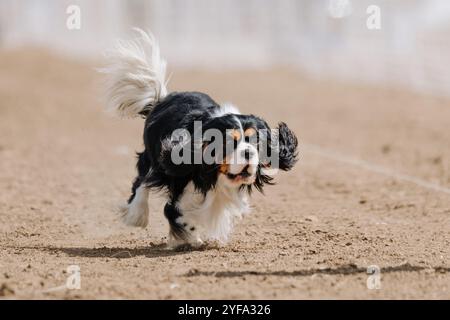 Cavalier King Charles Spaniel, Lure Course Sprint Dog Sport Stockfoto