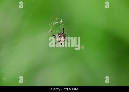 Nahaufnahme der Spinne im Web Stockfoto