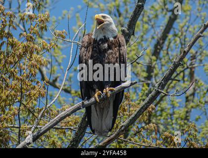 Weißkopfseeadler auf einem Ast sitzend Stockfoto